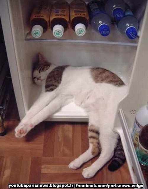 cat-in-freezer-large